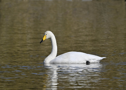 オオハクチョウ0721