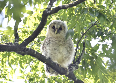 フクロウのヒナ6676