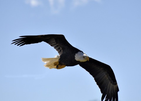 ハクトウワシ3434