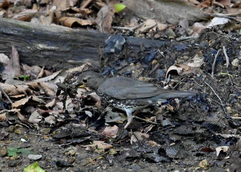 クロツグミ幼鳥5882