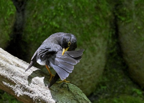 クロツグミ♂5613