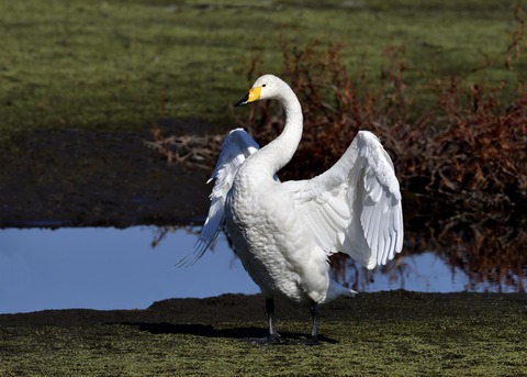 オオハクチョウ7968