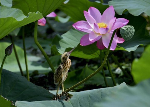 ヨシゴイのヒナ9727
