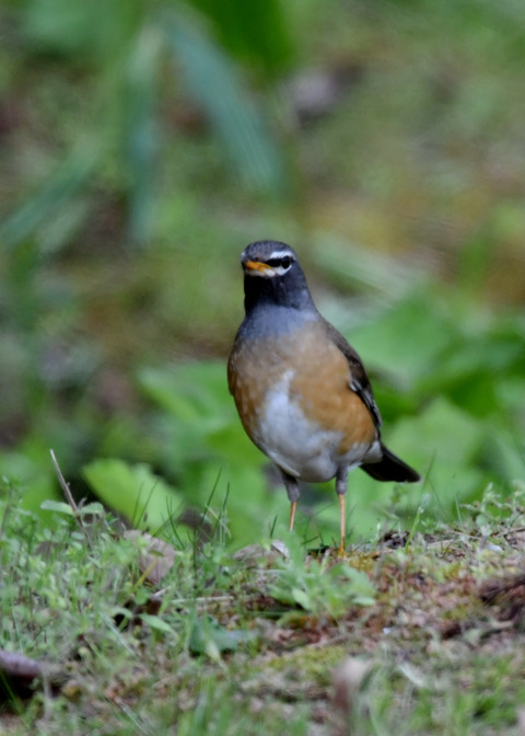 マミチャジナイ♂1199