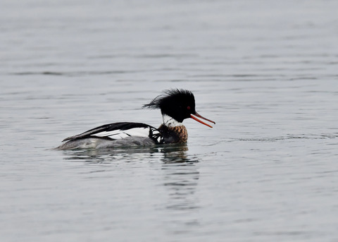 ウミアイサ♂6529