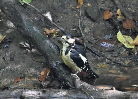 アカゲラ♂若4124