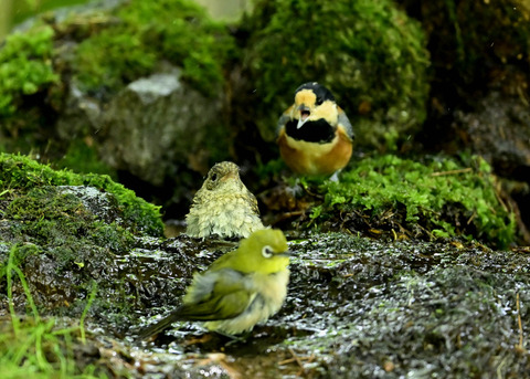 キビタキ幼鳥0418
