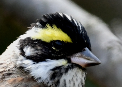 キマユホオジロ♂1798