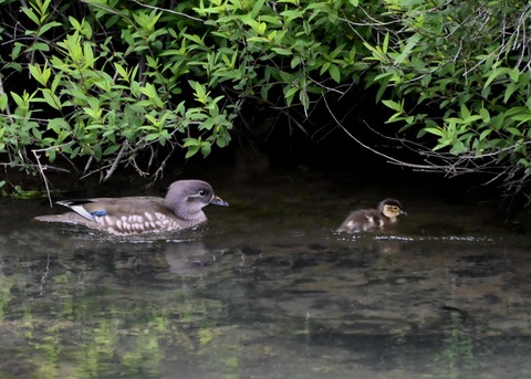 オシドリ親子6052