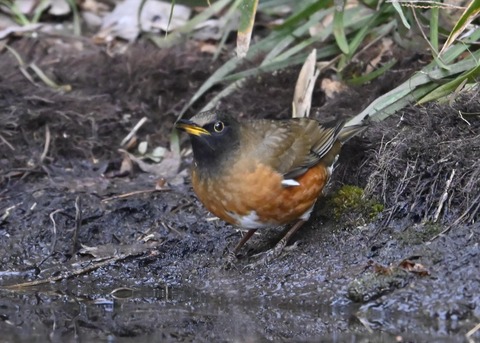 オオアカハラ5267