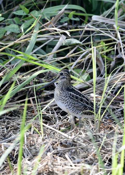 チュウジシギ0248