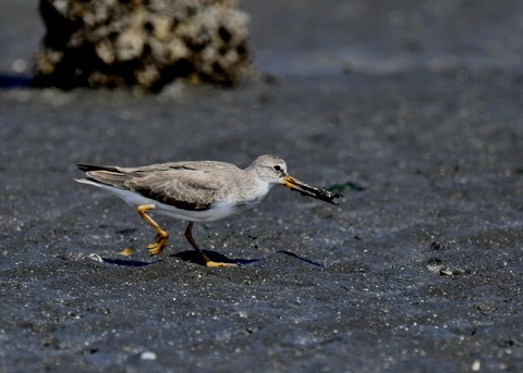 ソリハシシギ2550