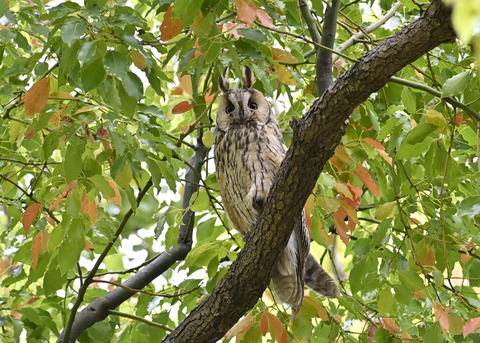 トラフズク♂4026