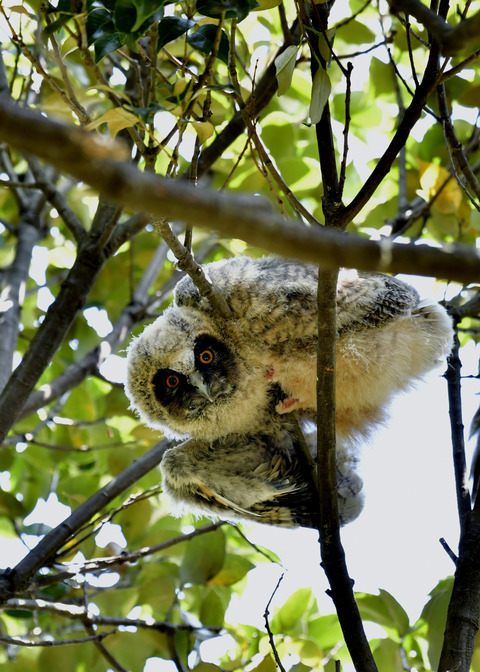 トラフズクのヒナ0139