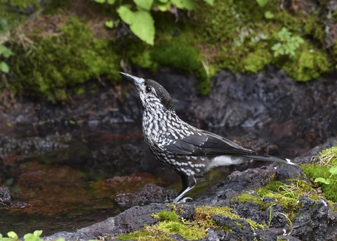ホシガラス幼鳥3268