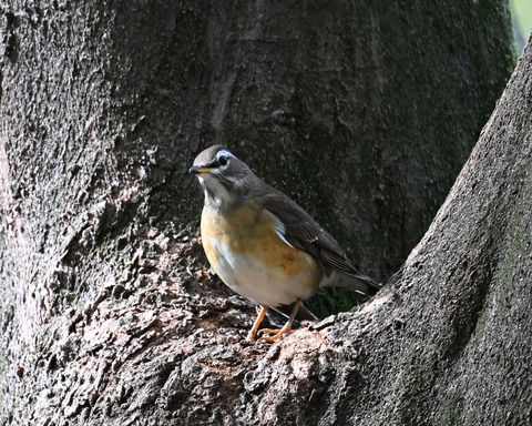 マミチャジナイ9494