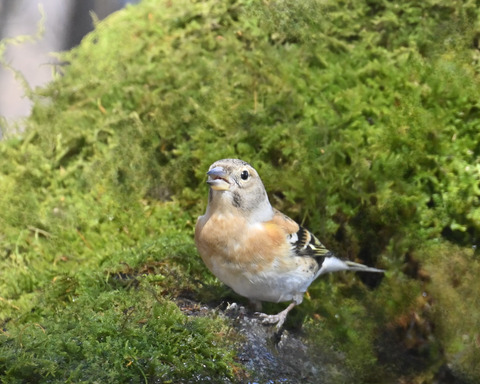 アトリ♀2787