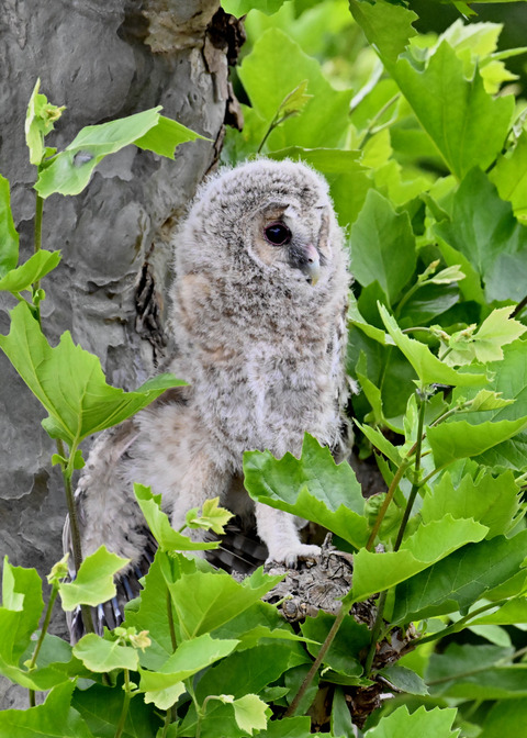 フクロウの雛5960