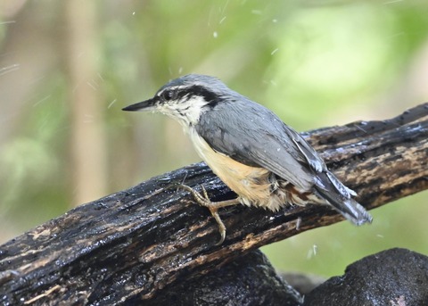 ゴジュウカラ2313