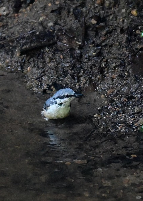 ゴジュウカラ4428