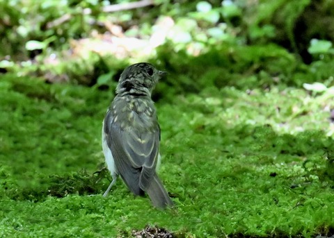 オオルリ♀5312