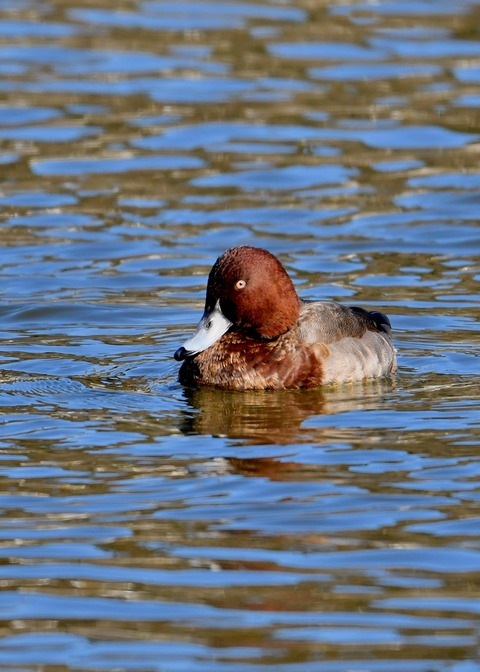 メジロガモHB7110