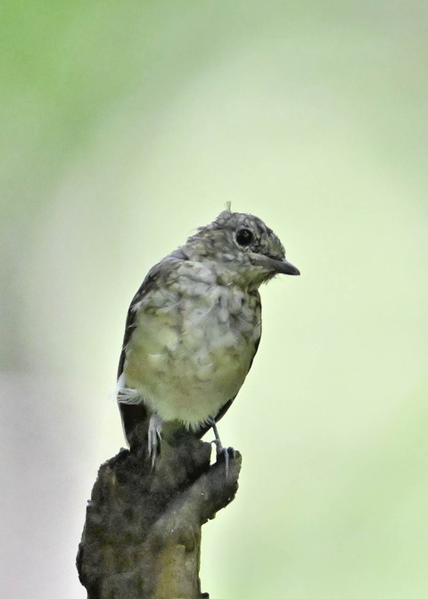 キビタキ幼鳥3674