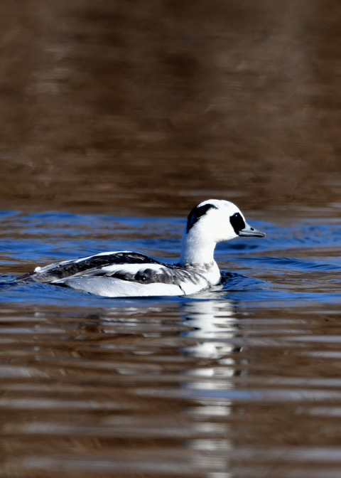 ミコアイサ♂8828