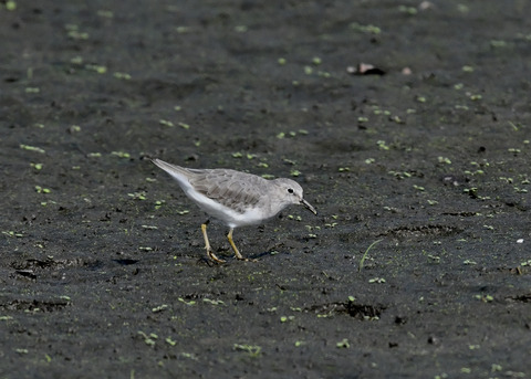 オジロトウネン5043