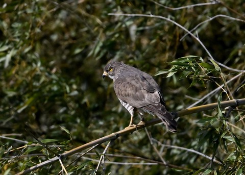 サシバ♀9627