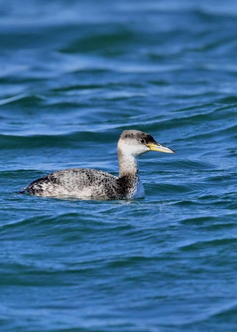 アカエリカイツブリ冬羽4790