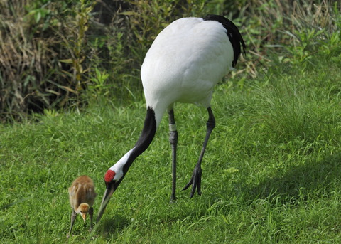 タンチョウヅルの親子・2412