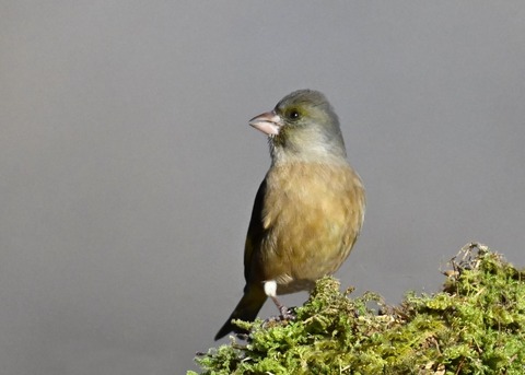 オオカワラヒワ7285