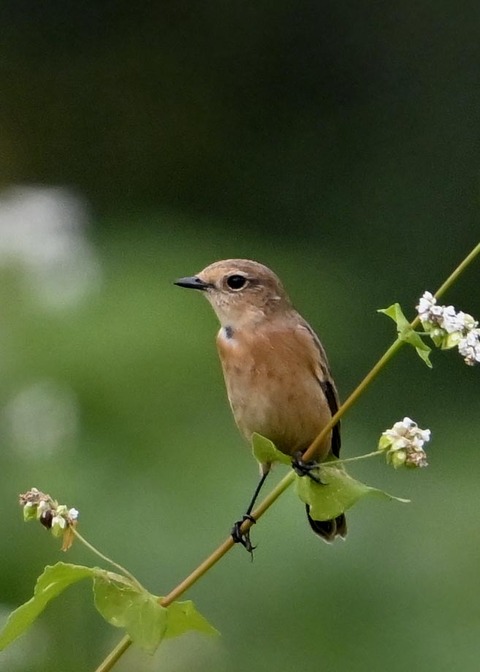 ノビタキ♀4116