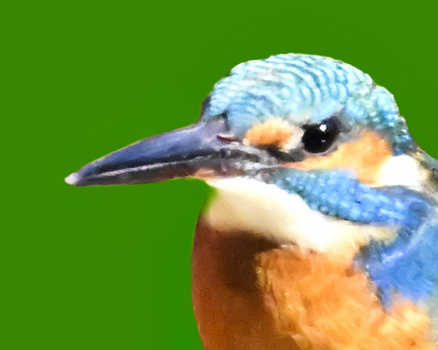 カワセミ♂2000