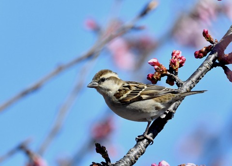 ニュウナイスズメ♀4661