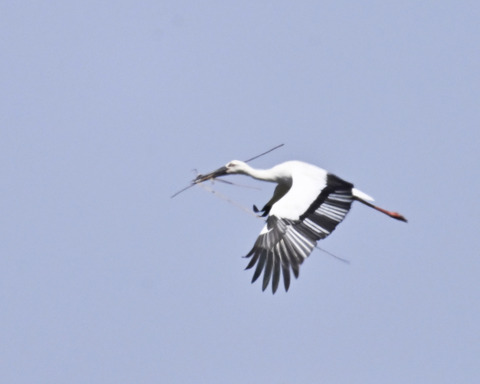 巣材運ぶコウノトリ8327
