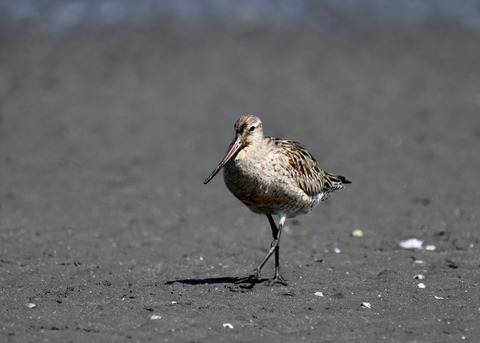 オオソリハシシギ2105