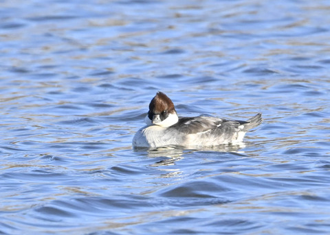 ミコアイサ♀5606