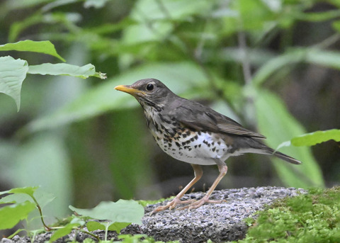 クロツグミ♀9134