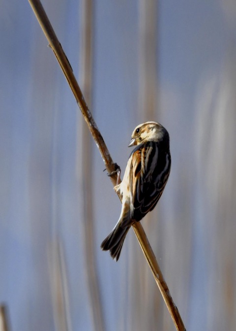オオジュリン♀9667