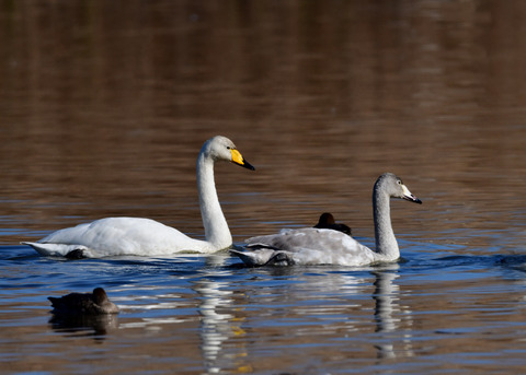 オオハクチョウ9664