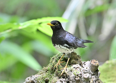 クロツグミ♂0909