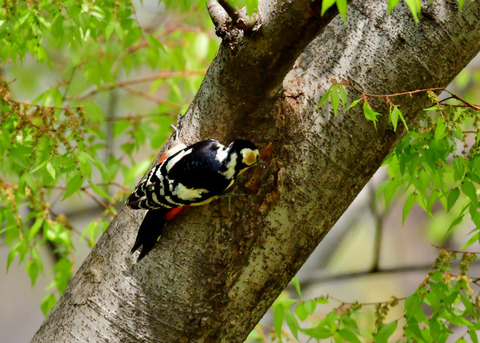 アカゲラ♀5743