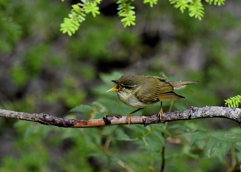 メボソムシクイ0915