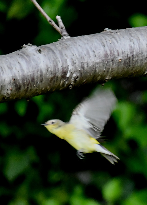 マミジロキビタキ♀6807