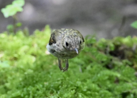 キビタキ幼鳥9033