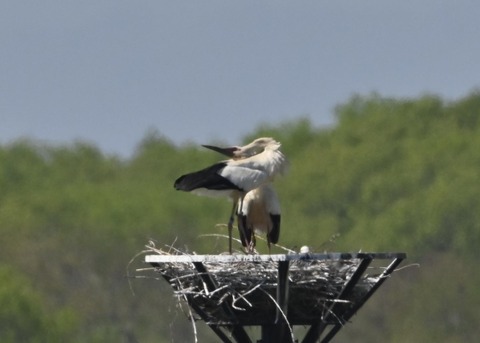 コウノトリ7064