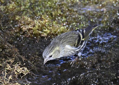 マヒワ♀7929