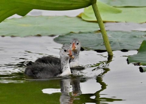 オオバンのヒナ4855